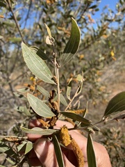 Acacia melleodora