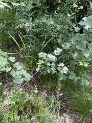 Ampelopsis humulifolia