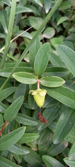 Hypericum calycinum