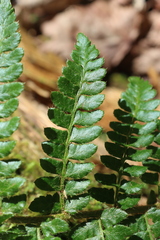 Polystichum braunii image
