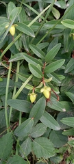 Hypericum calycinum