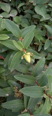 Hypericum calycinum