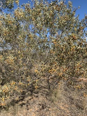 Acacia melleodora