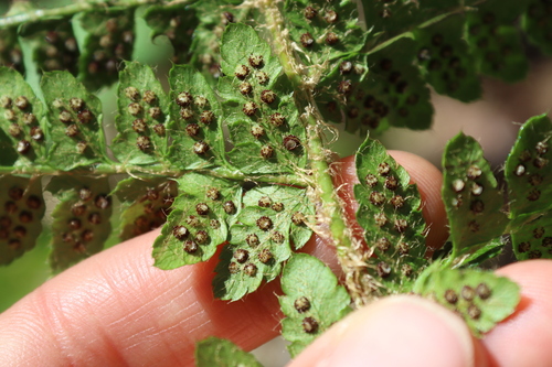 Polystichum braunii image