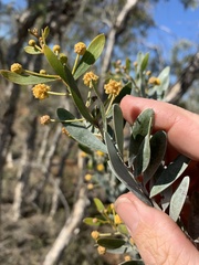 Acacia melleodora