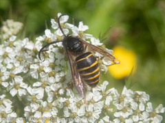 Dolichovespula norvegicoides