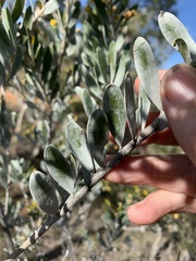 Acacia melleodora