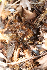 Polystichum braunii image
