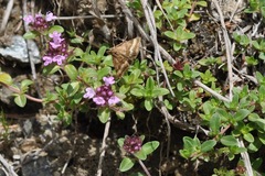 Pyrausta aerealis
