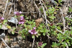 Pyrausta aerealis