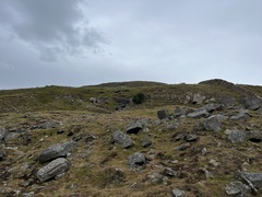 Oenanthe oenanthe
