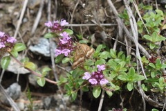 Pyrausta aerealis