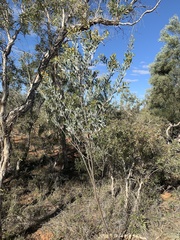 Acacia melleodora