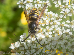 Dolichovespula norvegicoides