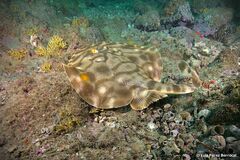 Zanobatus schoenleinii