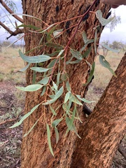 Eucalyptus similis