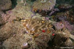 Zanobatus schoenleinii