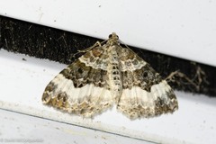 Epirrhoini