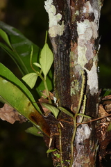 Peperomia trichophylla