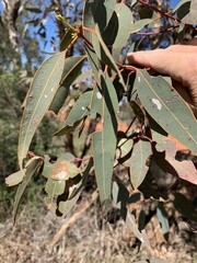 Eucalyptus similis