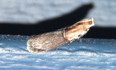 Sciota basilaris