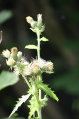Cirsium × hybridum
