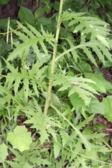 Cirsium × hybridum
