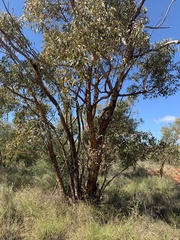 Eucalyptus similis