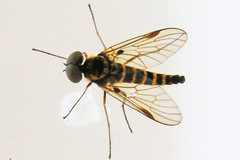 Chrysopilus fasciatus