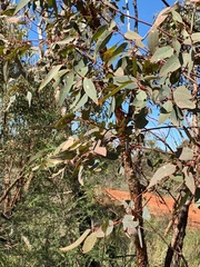 Eucalyptus similis