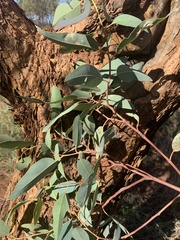 Eucalyptus similis