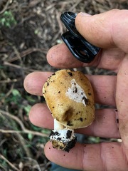 Cortinarius phalarus