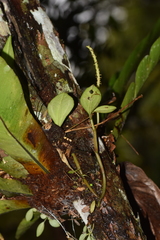 Peperomia trichophylla