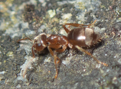 Lasius pallitarsis