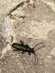 Aromia moschata ambrosiaca