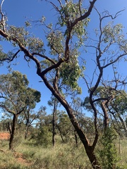 Eucalyptus similis