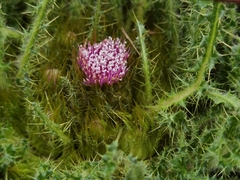Cirsium souliei