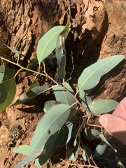 Eucalyptus similis