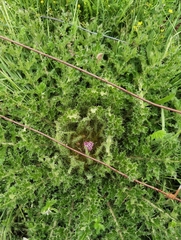 Cirsium souliei
