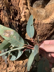 Eucalyptus similis