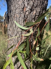Corymbia brachycarpa