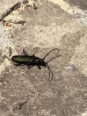 Aromia moschata ambrosiaca