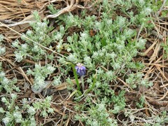 Muscari neglectum