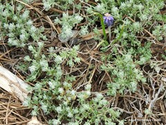 Muscari neglectum