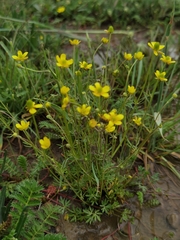 Ranunculus tanguticus