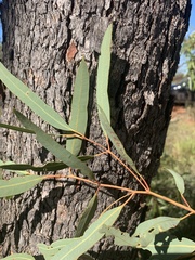 Corymbia brachycarpa