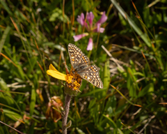 Euphydryas aurinia debilis