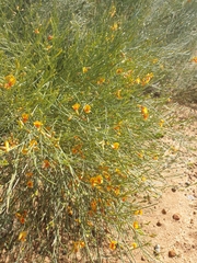 Jacksonia cupulifera