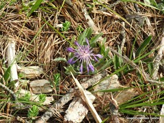 Centaurea graminifolia