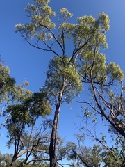 Corymbia brachycarpa